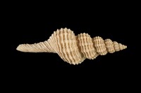 藏品(紡軸長旋螺)的圖片